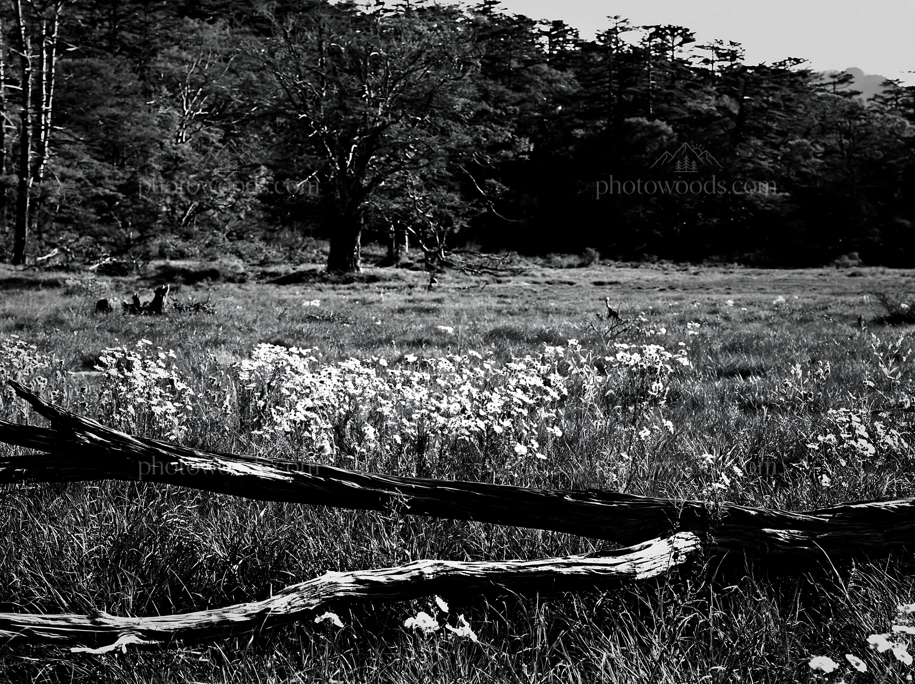 Black and white wakayama autumn meadow weathered wood foreground - AI-generated stock image