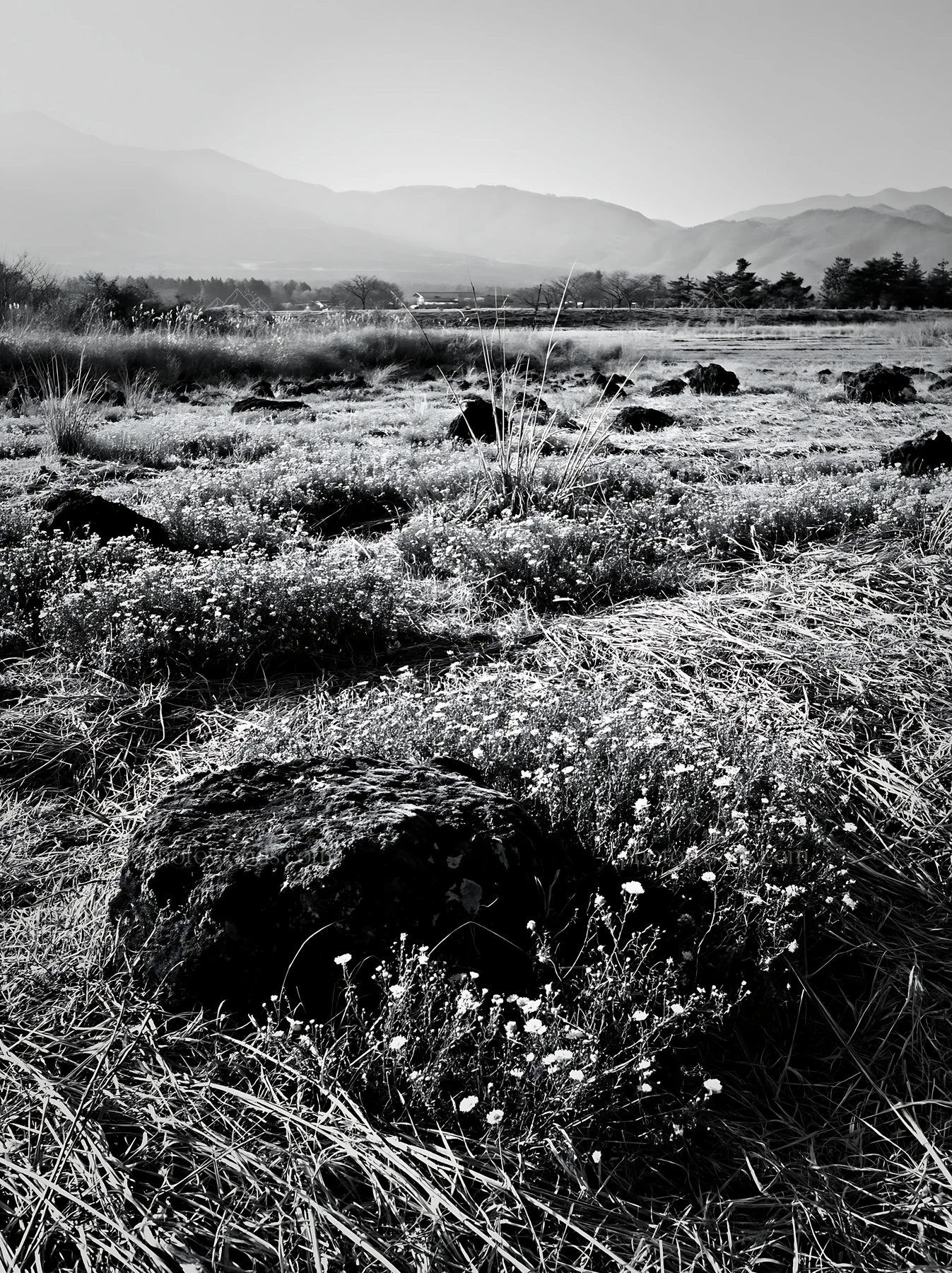 Yamanashi meadow with basalt stones and wildflowers in black and white - AI-generated stock image