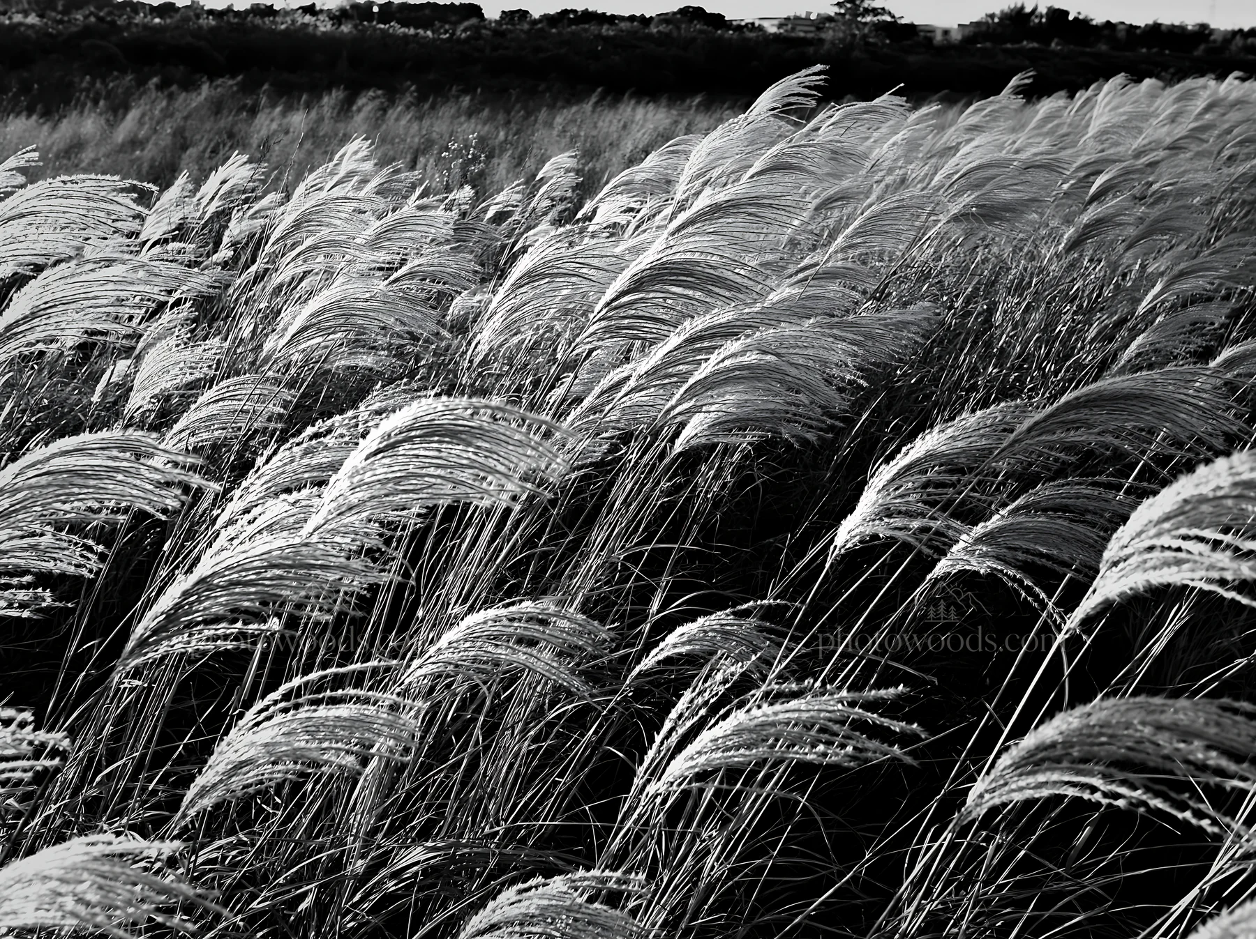 Black and white tokyo urban biodiversity meadow with seedheads in sunlight - AI-generated stock image