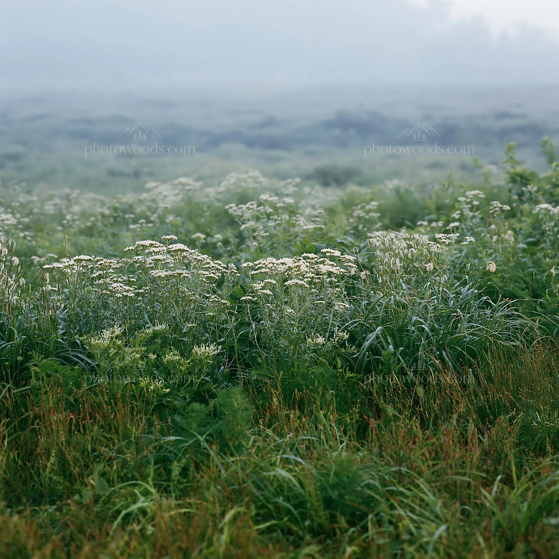 Expansive Hokkaido restoration meadow with dewdrops - AI-generated stock image