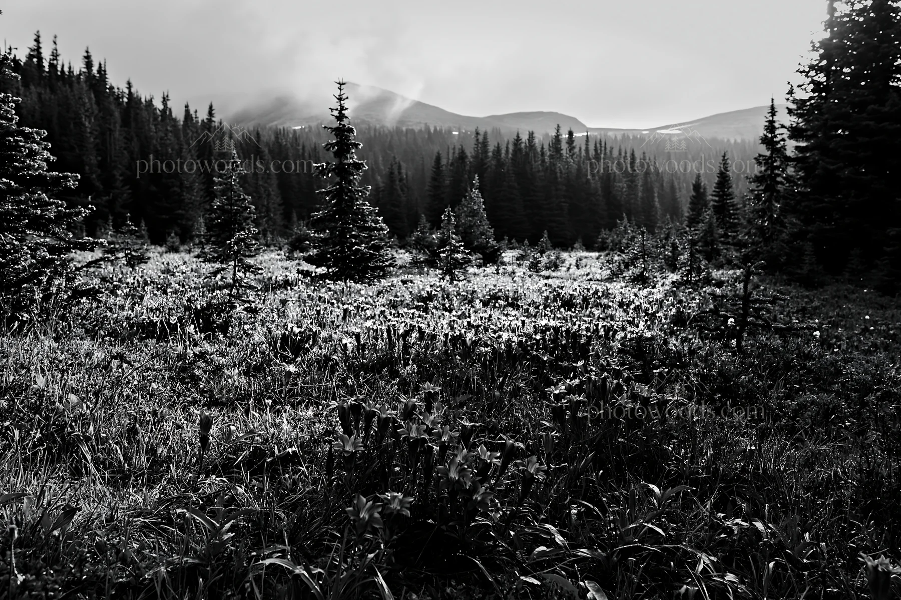 Misty forest meadow with trees and fog in background - AI-generated stock image