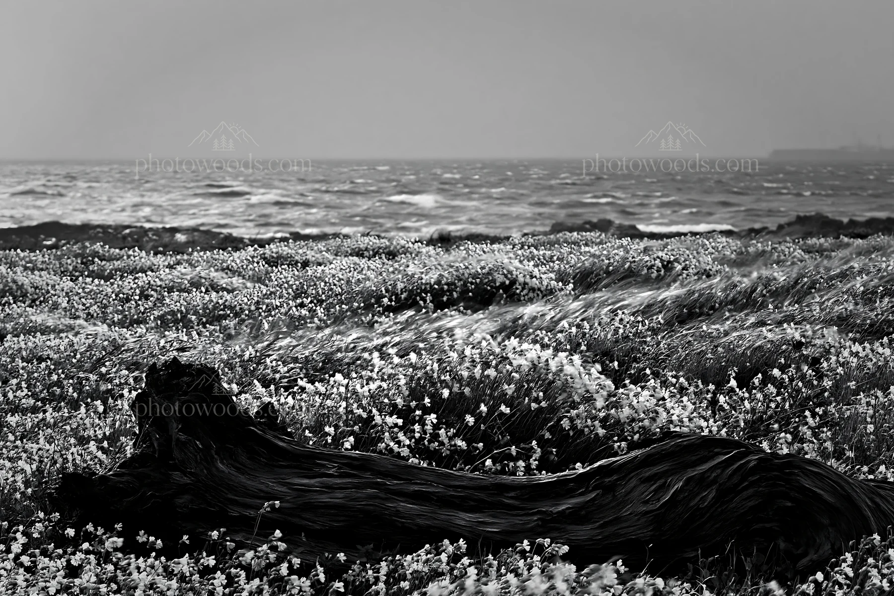 Black and white chiba coastal climate meadow driftwood foreground - AI-generated stock image