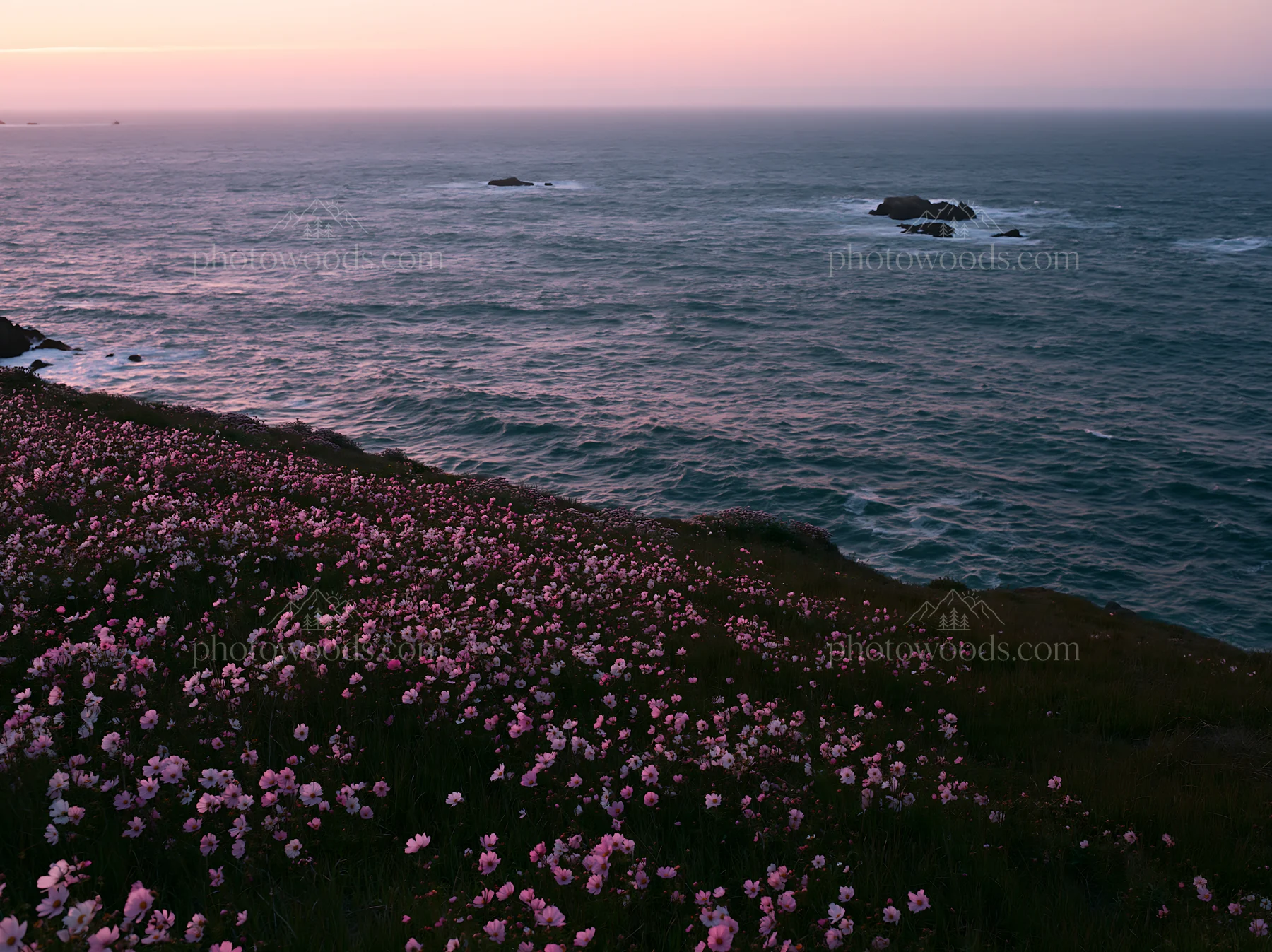 Colorful cosmos meadow by the ocean at sunset - AI-generated stock image