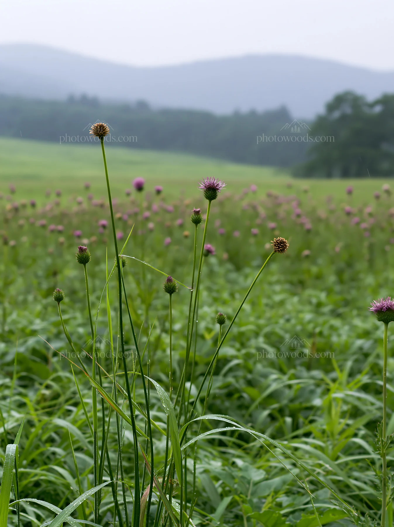 Iwate rain refreshed meadow seedhead foreground - AI-generated stock image
