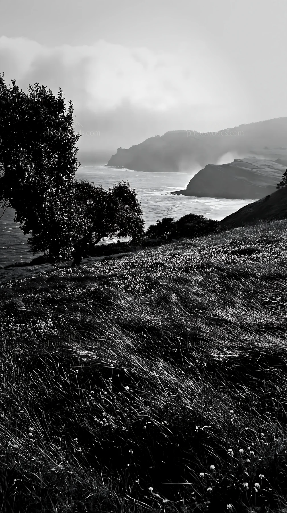 Clover apple meadow near the coast with cliffs and sea - AI-generated stock image