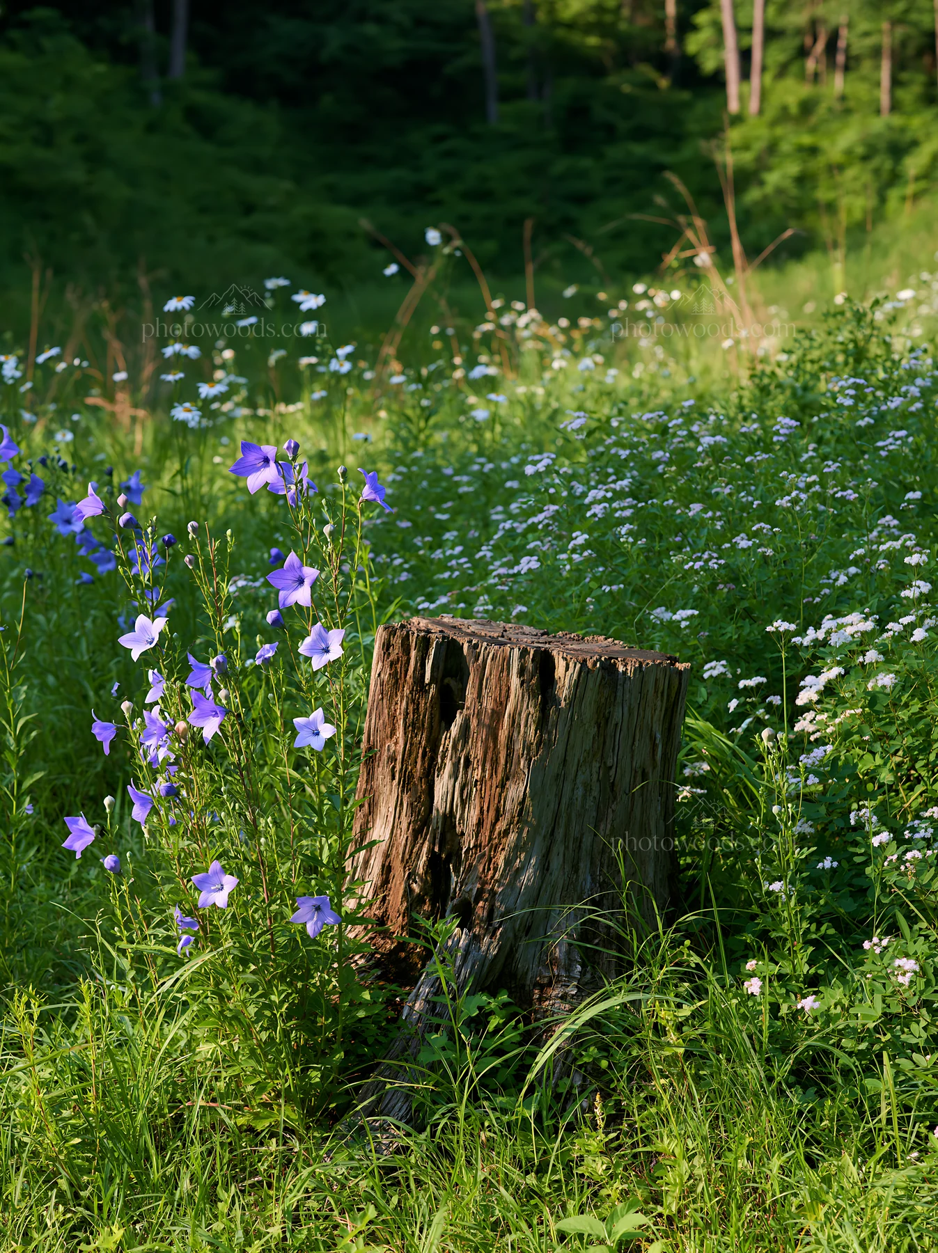 Fukushima native meadow with weathered stump - AI-generated stock image