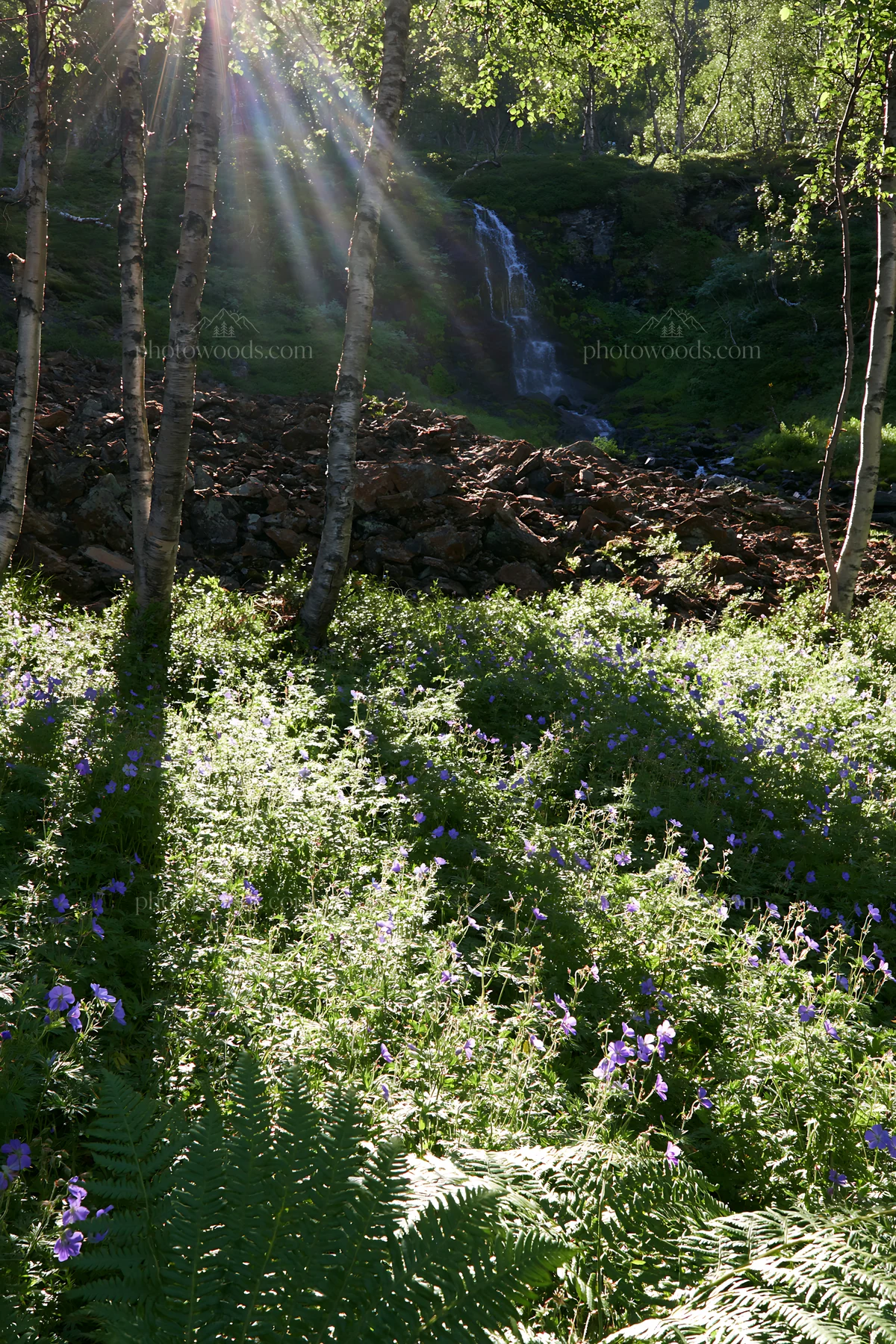 Sunbeams shine through trees over meadow in Jotunheimen valley - AI-generated stock image
