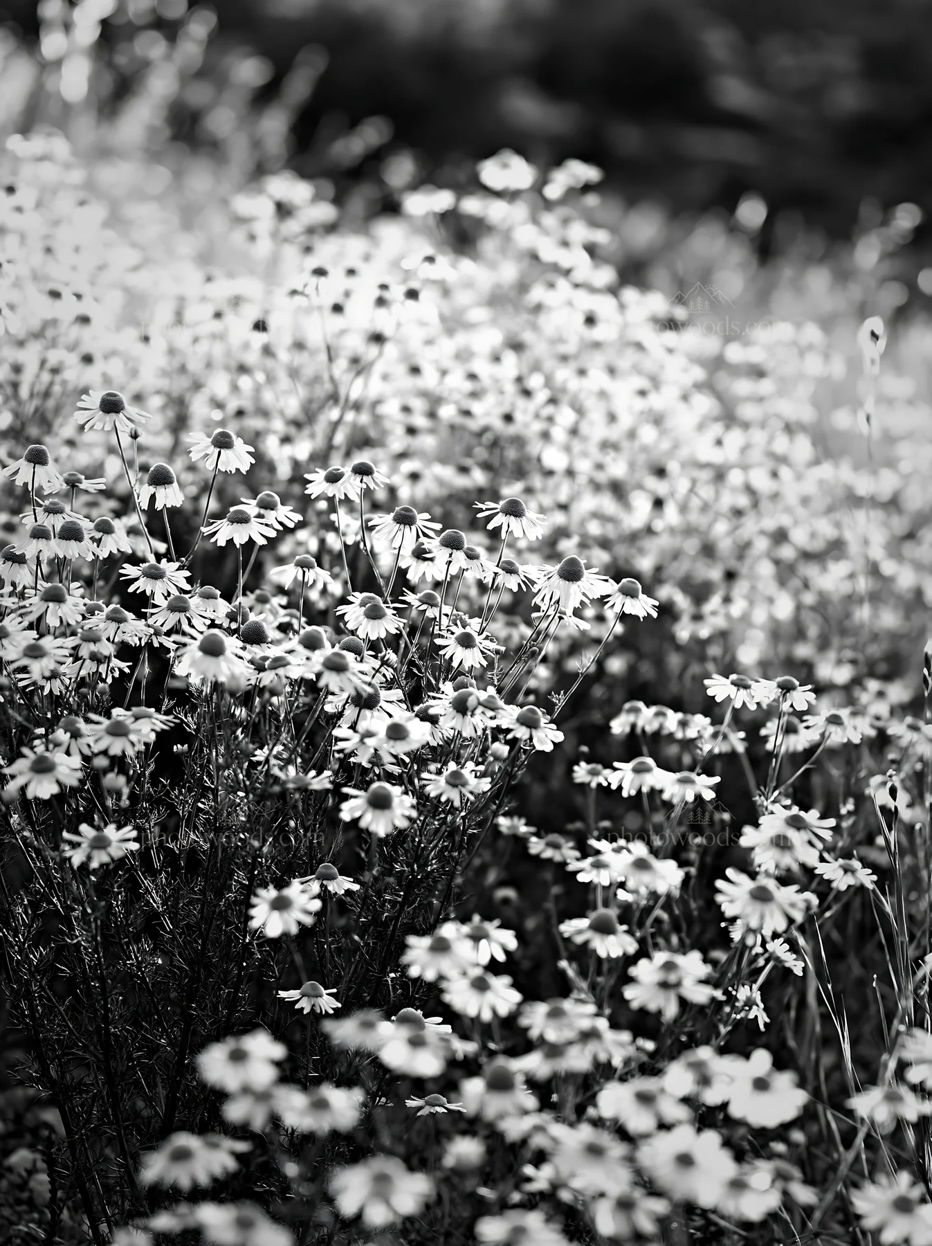 Chamomile flowers in a meadow for wellness campaign - AI-generated stock image