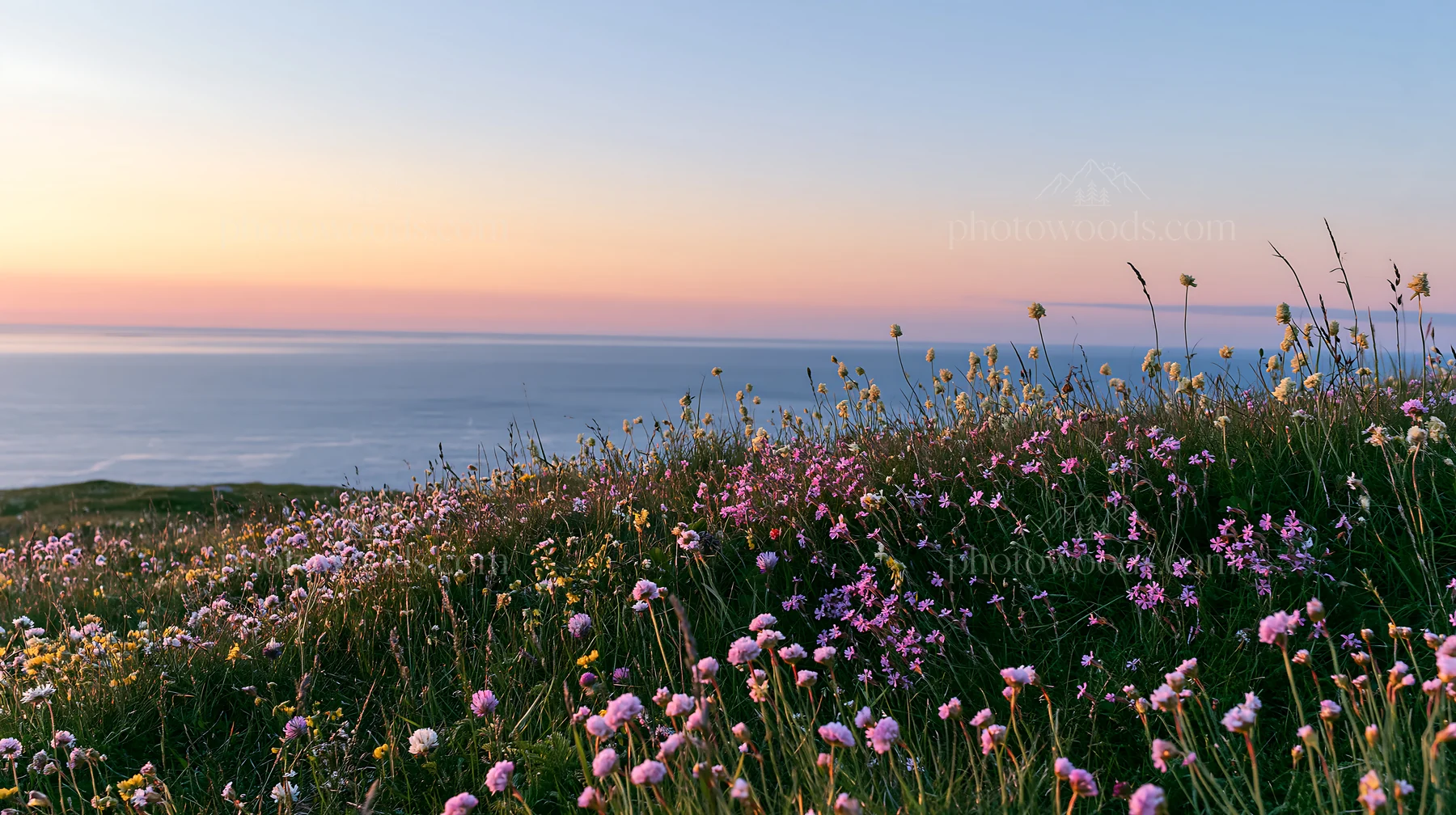 Clifftop meadow with wildflowers overlooking the ocean - AI-generated stock image