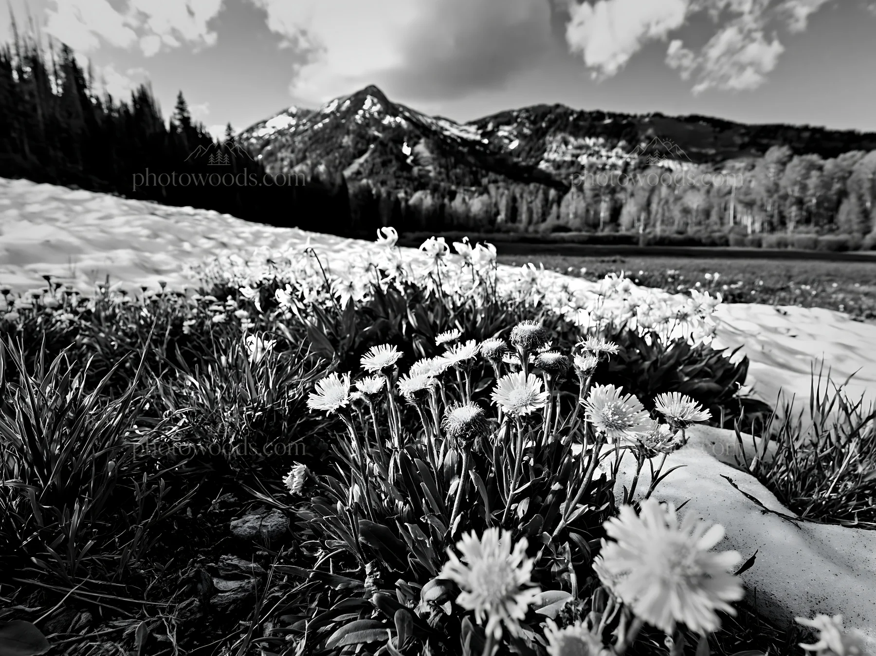 Snowy foothill meadow with flowers and mountains in background - AI-generated stock image
