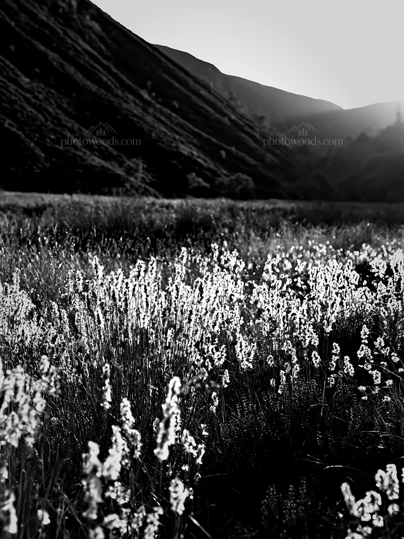 Meadow seedheads backlit at dusk - AI-generated stock image