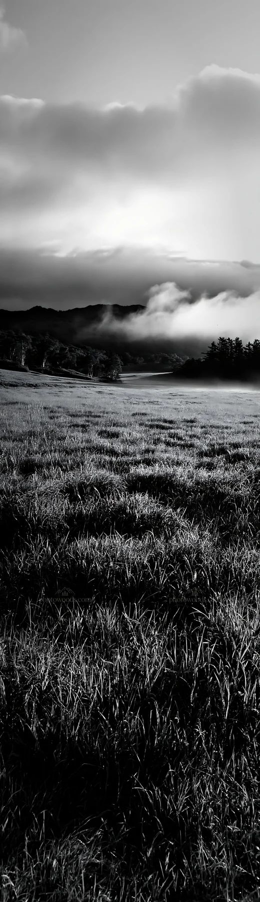 Black and white expansive Hokkaido restoration meadow with dewdrops - AI-generated stock image