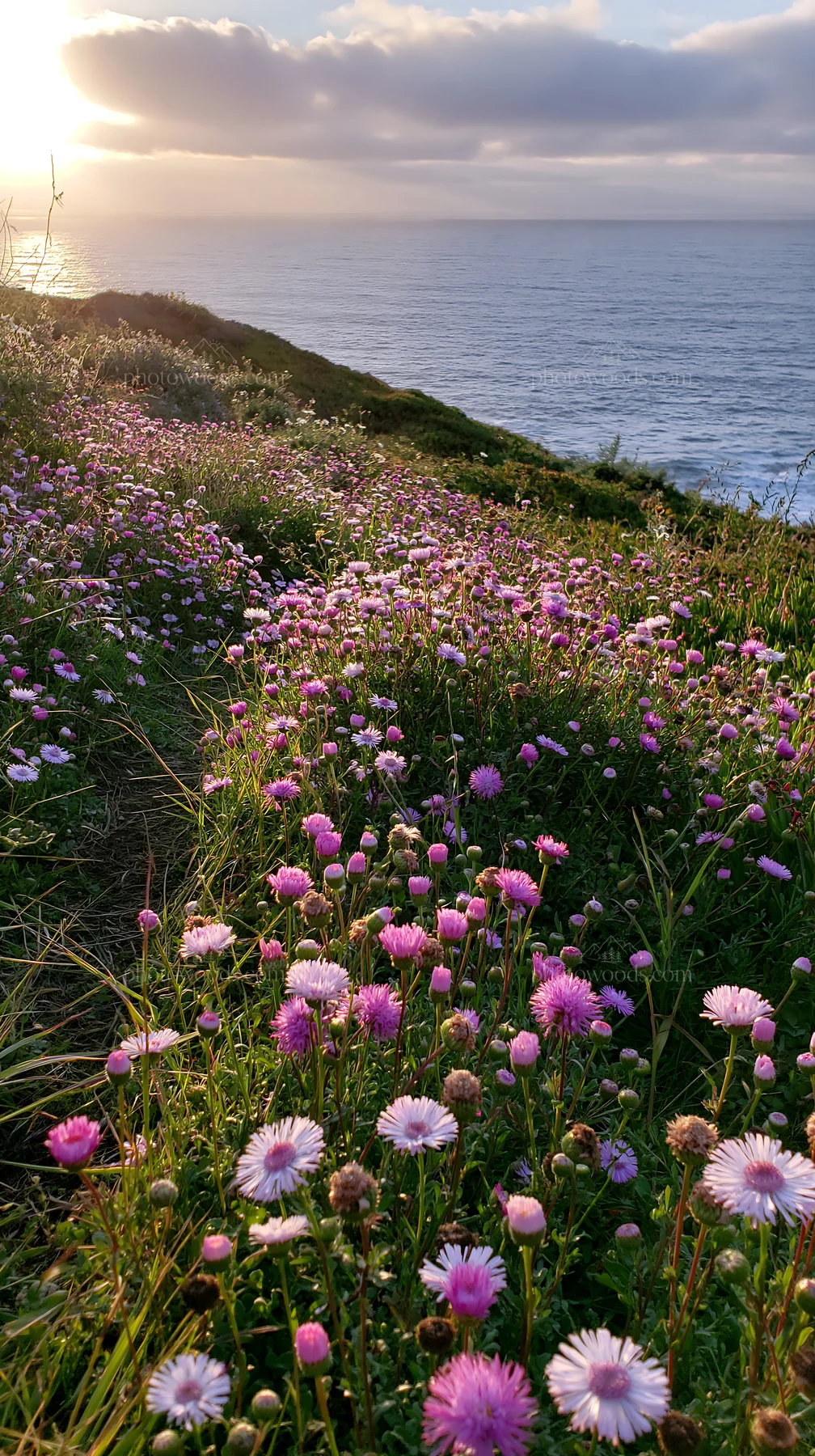 Meadow of wildflowers above Atlantic coast in Portugal - AI-generated stock image