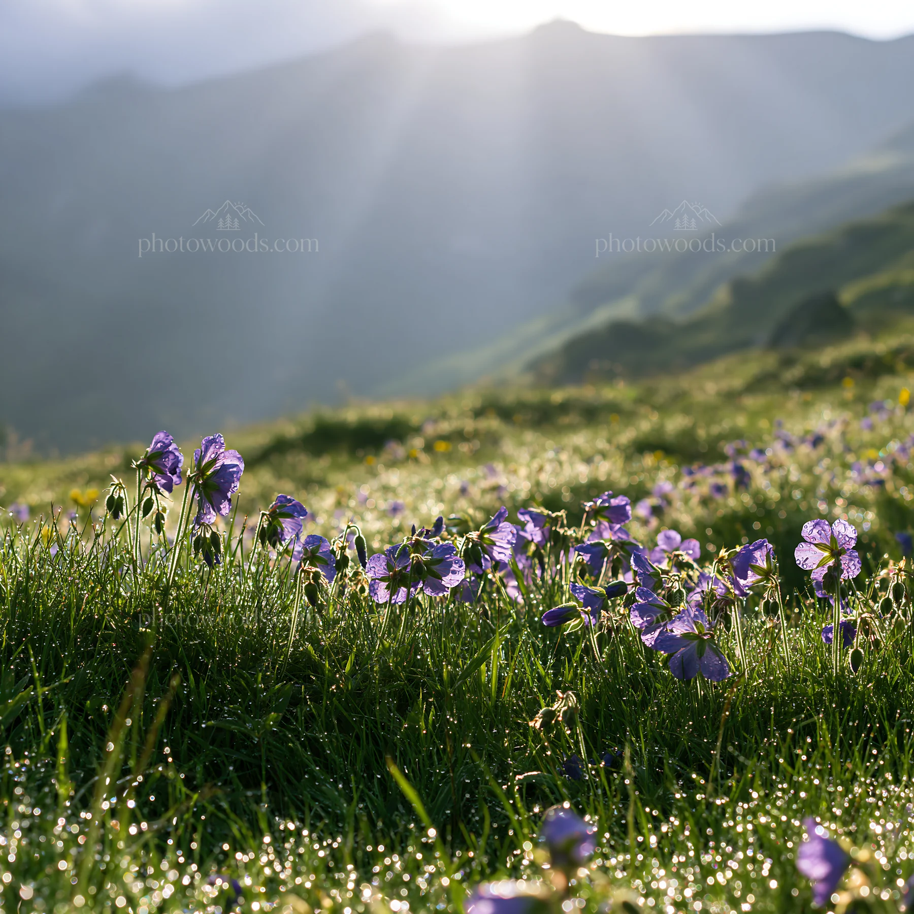 Light rays shine on flowers in Bucegi Mountains meadow - AI-generated stock image