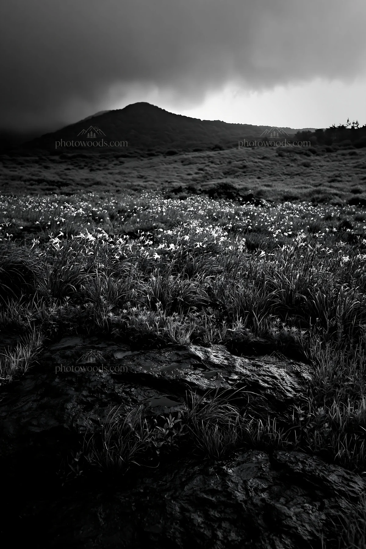Black and white yamanashi regenerative meadow with basalt stones under cloudy sky - AI-generated stock image