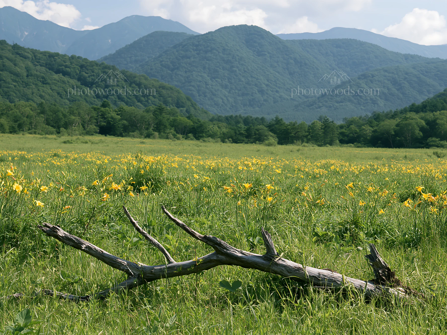 Yamagata rewilded meadow fallen branch foreground captures nature - AI-generated stock image