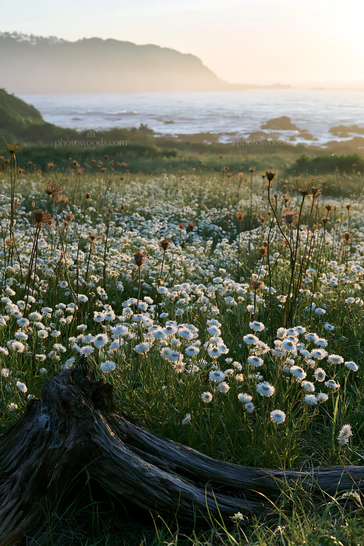 Nagasaki coastal meadow with driftwood and wildflowers - AI-generated stock image