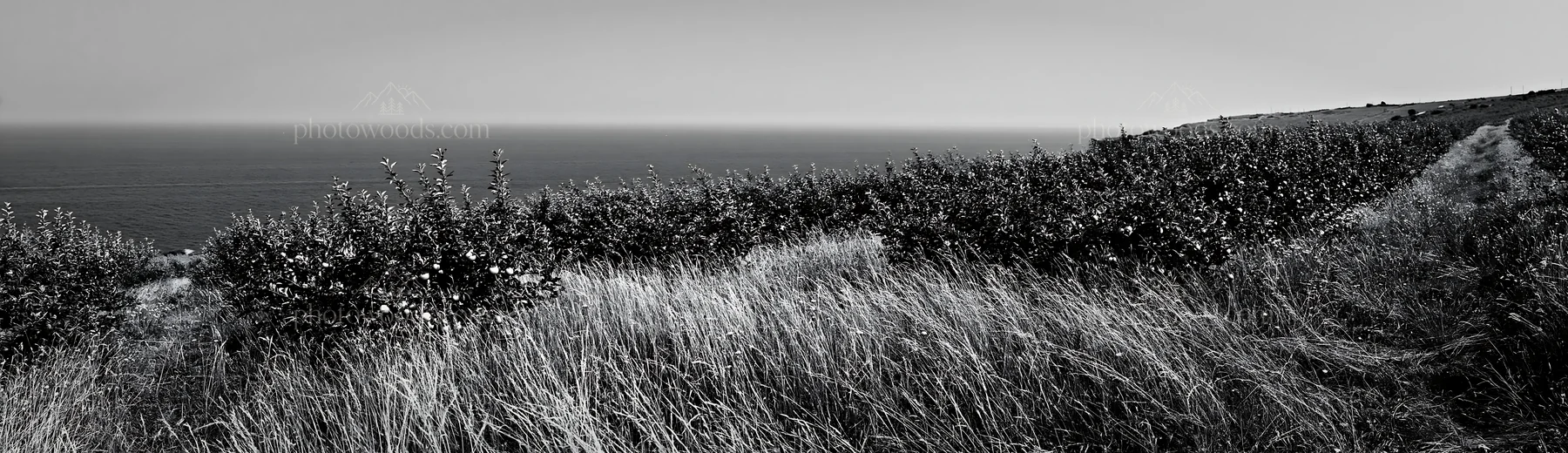 Seaside orchard meadow with grass and ocean view - AI-generated stock image