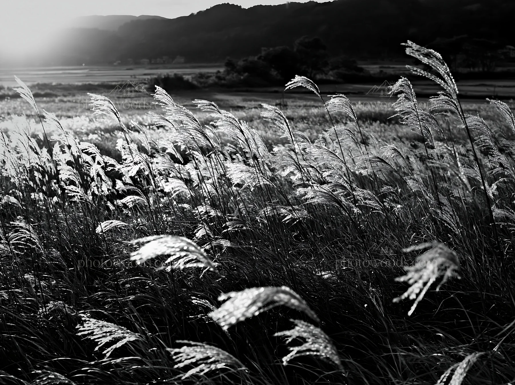 Reeds in Shiga wetland meadow during sunset light - AI-generated stock image