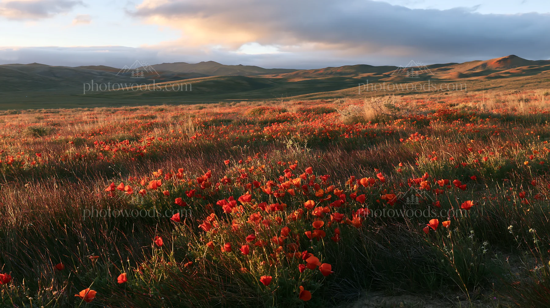 Cloudy foothill meadow with red flowers in open landscape - AI-generated stock image