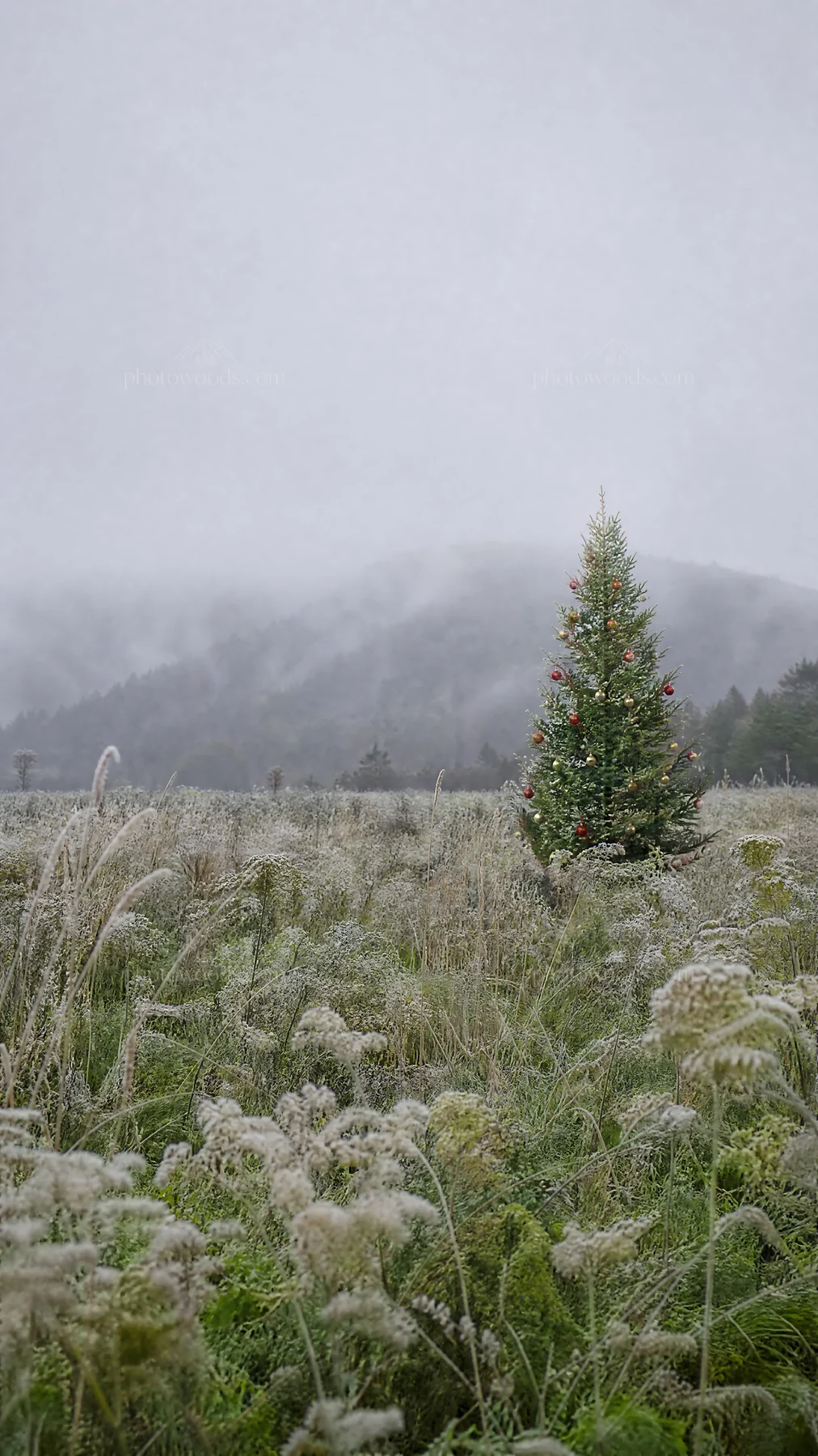 Vibrant Christmas tree stands in winter meadow - AI-generated stock image