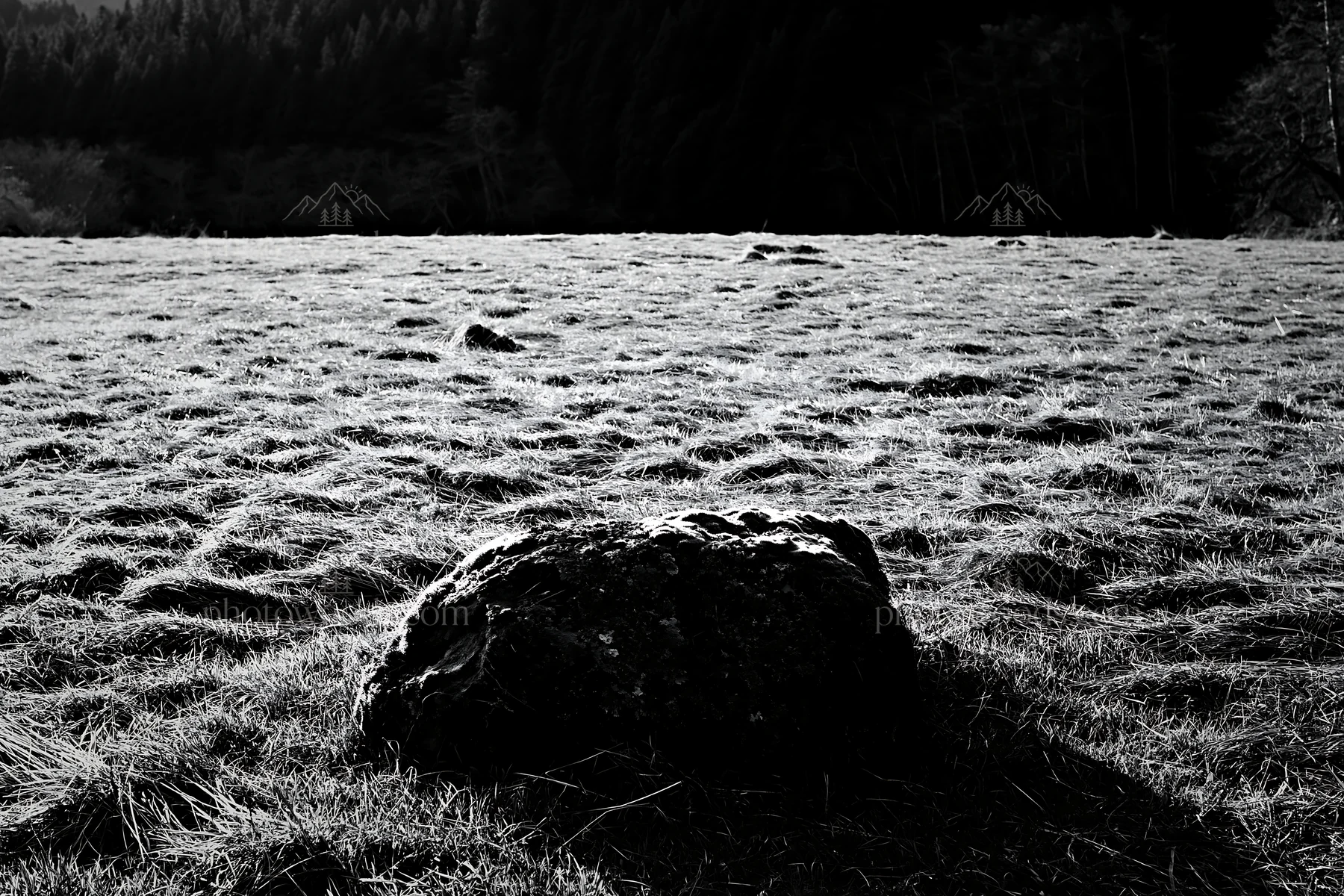 Black and white miyagi spring recovery meadow mossy stone in natural setting - AI-generated stock image