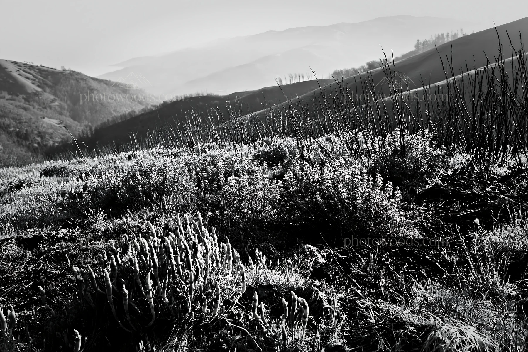 Climate-resilient meadow with diverse vegetation in black and white - AI-generated stock image