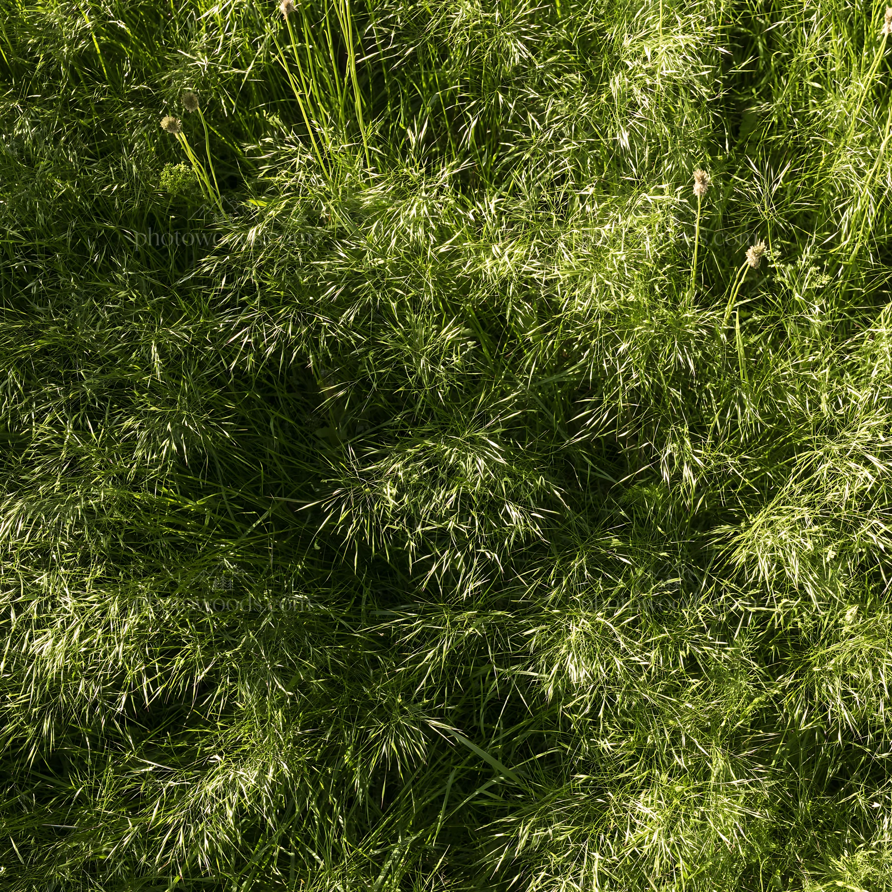 Meadow grass seedheads in bright natural light - AI-generated stock image