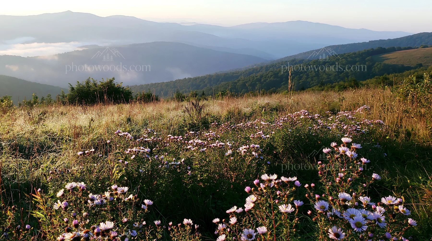 Colorful aster meadow with mountains in the background - AI-generated stock image