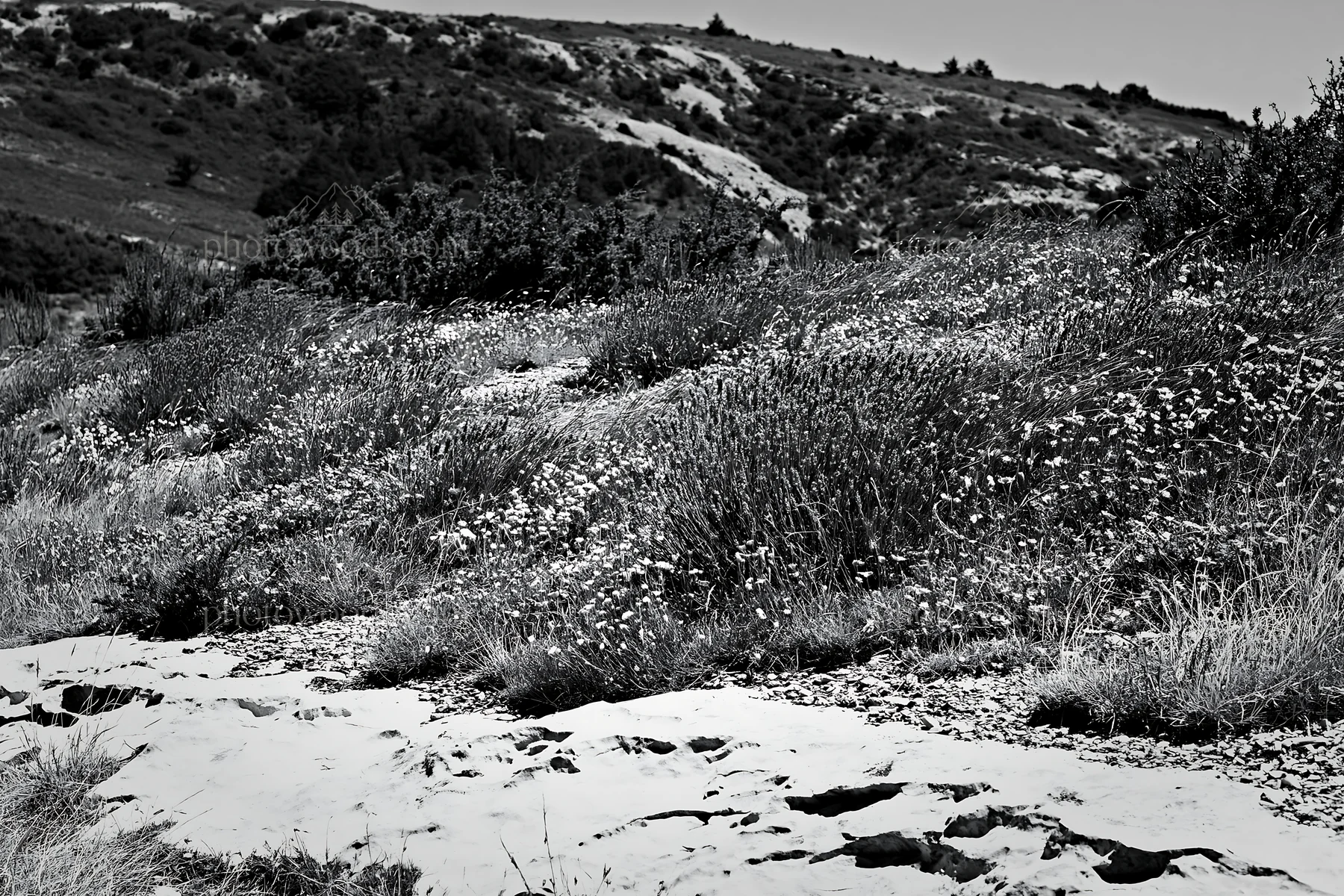 Black and white drought-tolerant meadow with colorful wildflowers and rocky path - AI-generated stock image