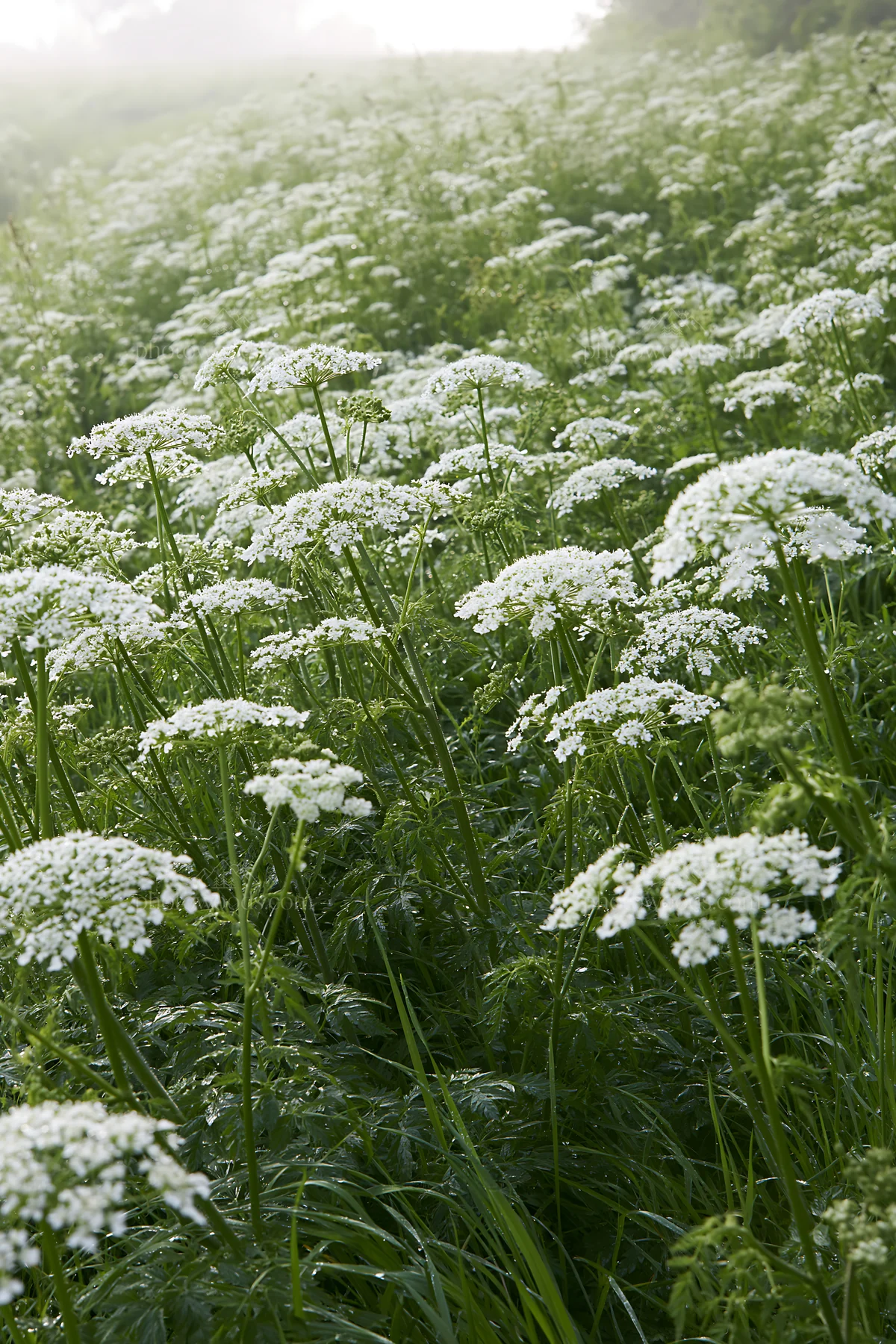 Cow parsley meadow with white flowers in a green field - AI-generated stock image