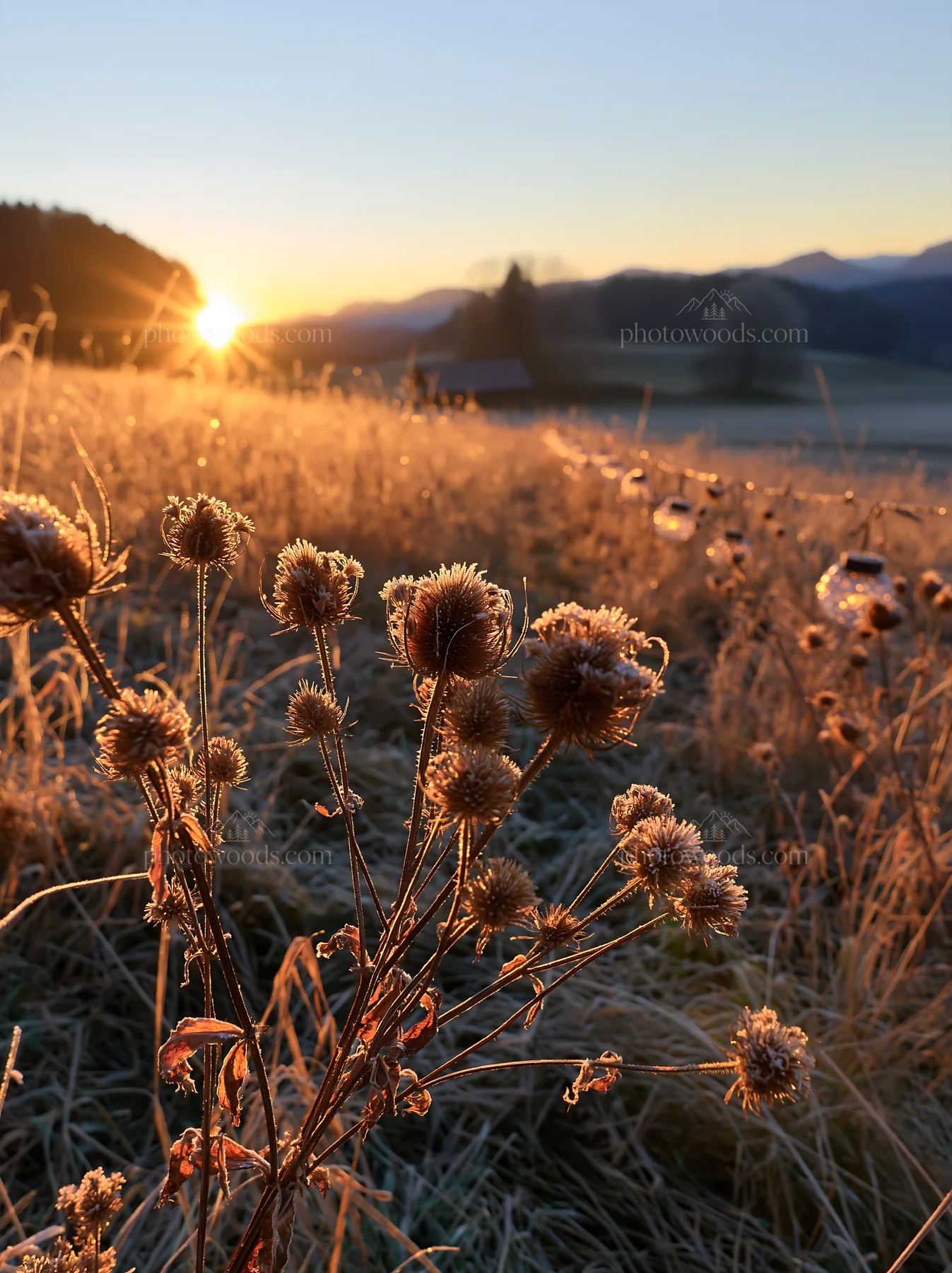 Vast Christmas meadow with frost seedheads and lanterns at sunset - AI-generated stock image
