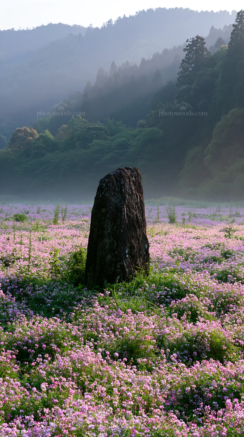 Kyoto spring wildflower meadow stone foreground - AI-generated stock image