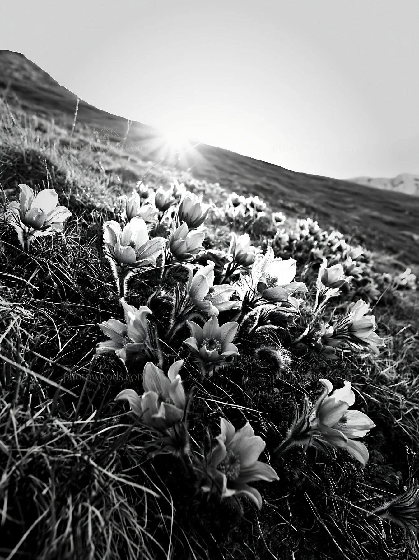 Sunny limestone meadow with flowers and rising sun - AI-generated stock image