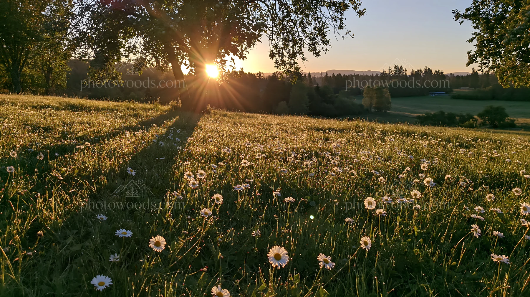 Sunset over a meadow filled with daisies and an apple tree - AI-generated stock image