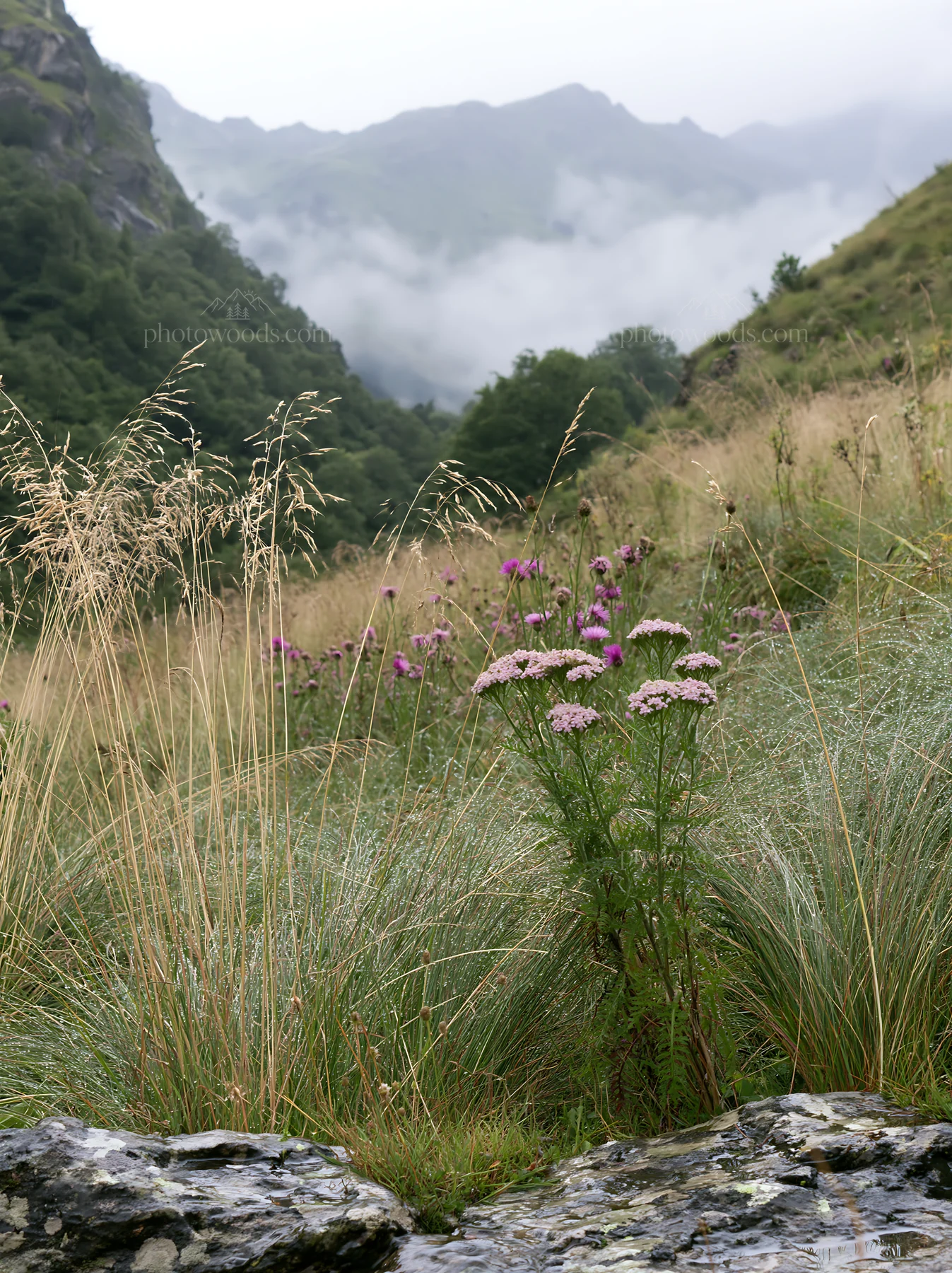 Climate-resilient meadow with wildflowers in the mountains - AI-generated stock image