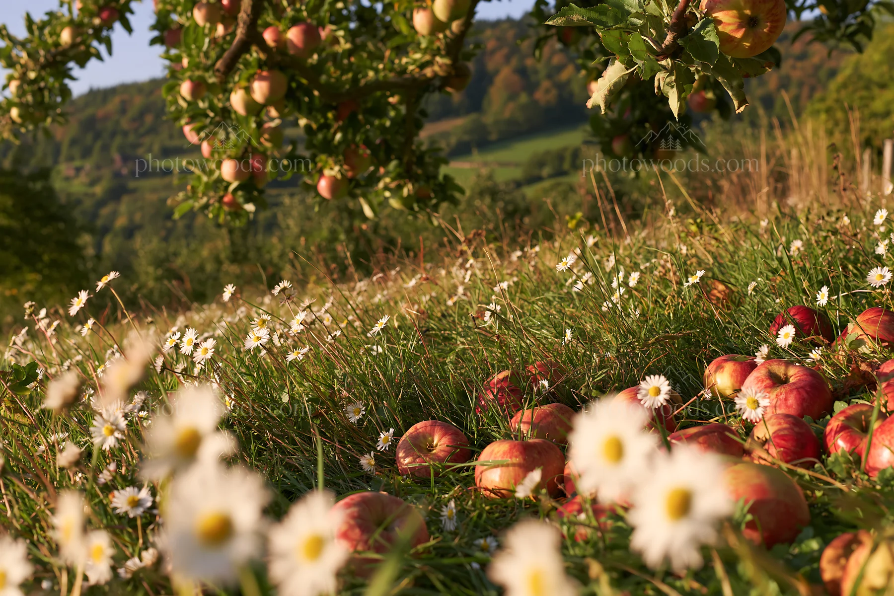 Daisies and apples in a meadow during sunset - AI-generated stock image