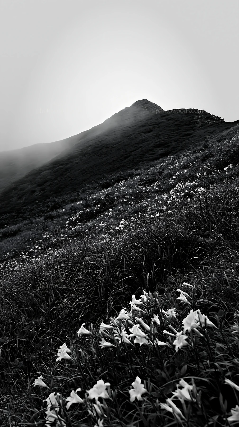 Daylilies blooming on Kirigamine highland during morning fog - AI-generated stock image