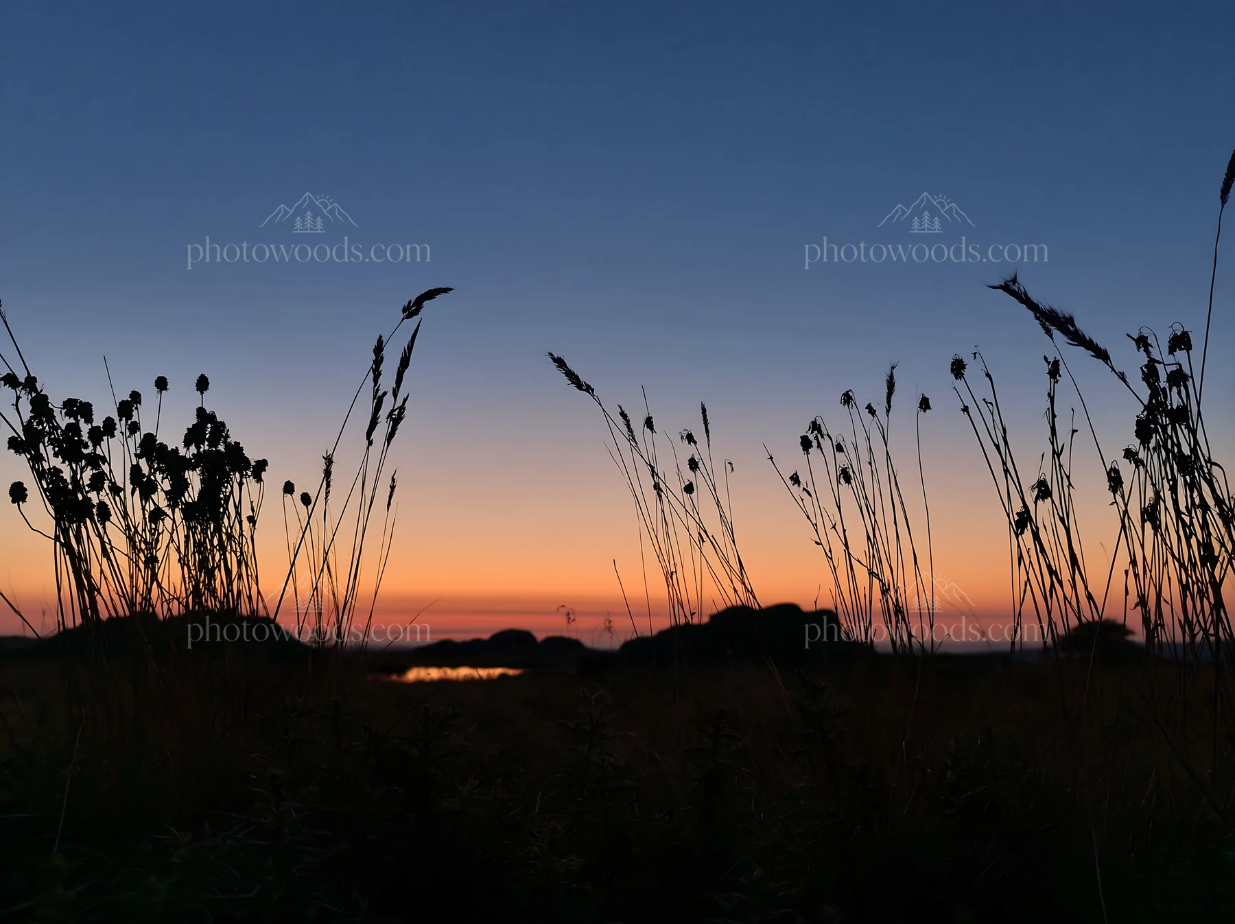 Meadow at dusk with seedheads and clear sky - AI-generated stock image