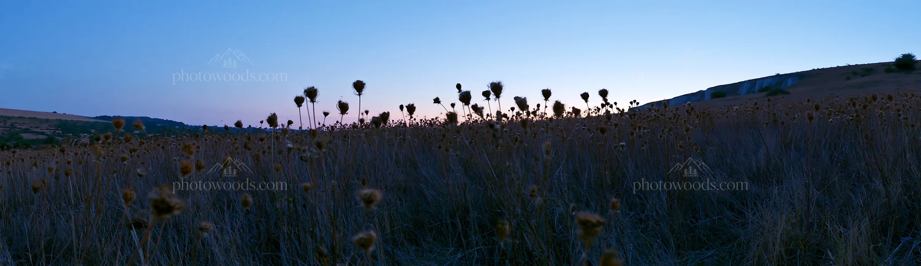 Meadow with seedheads against a dusk sky - AI-generated stock image