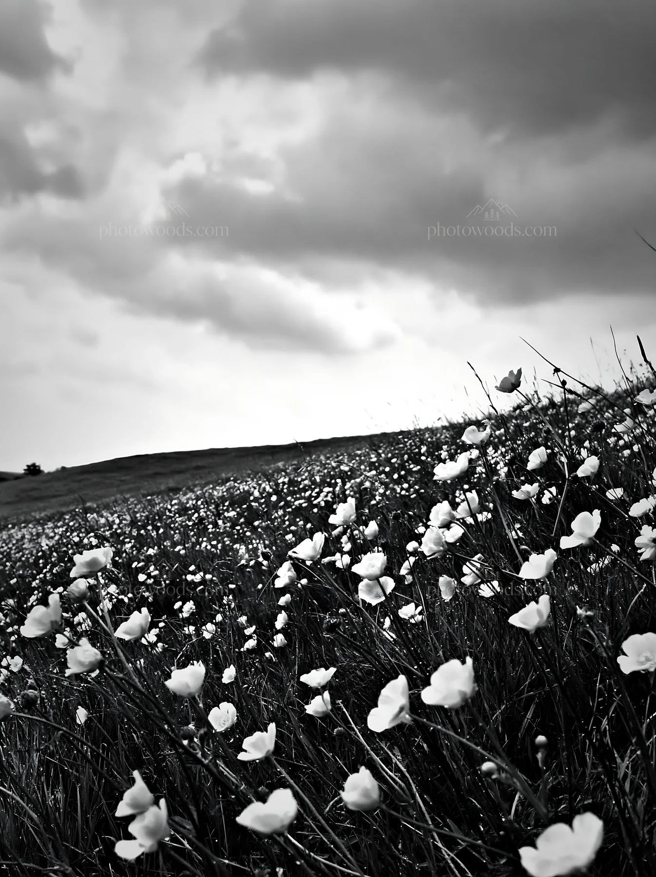 Colorful buttercup meadow under a cloudy sky - AI-generated stock image