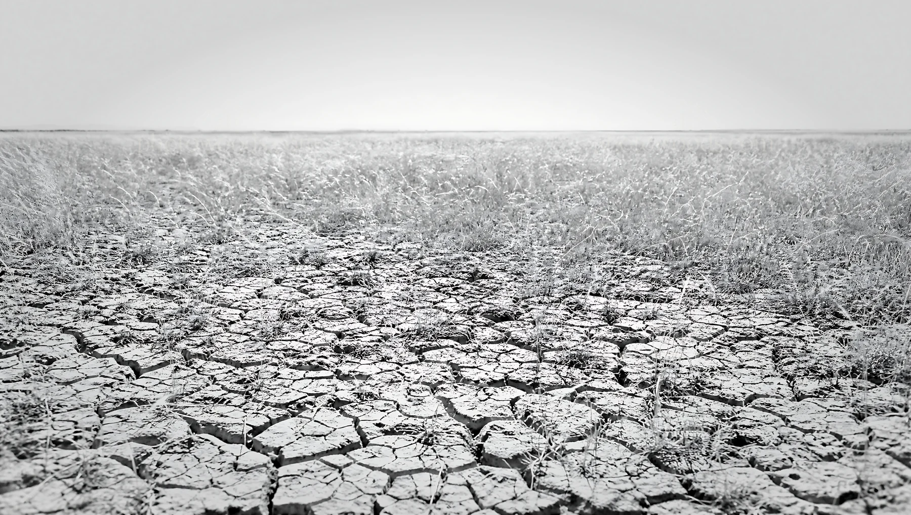Black and white drought-tolerant meadow under clear sky with dry soil - AI-generated stock image