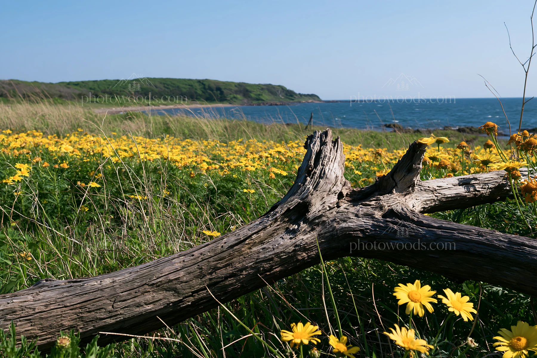 Chiba coastal climate meadow with driftwood and yellow flowers - AI-generated stock image