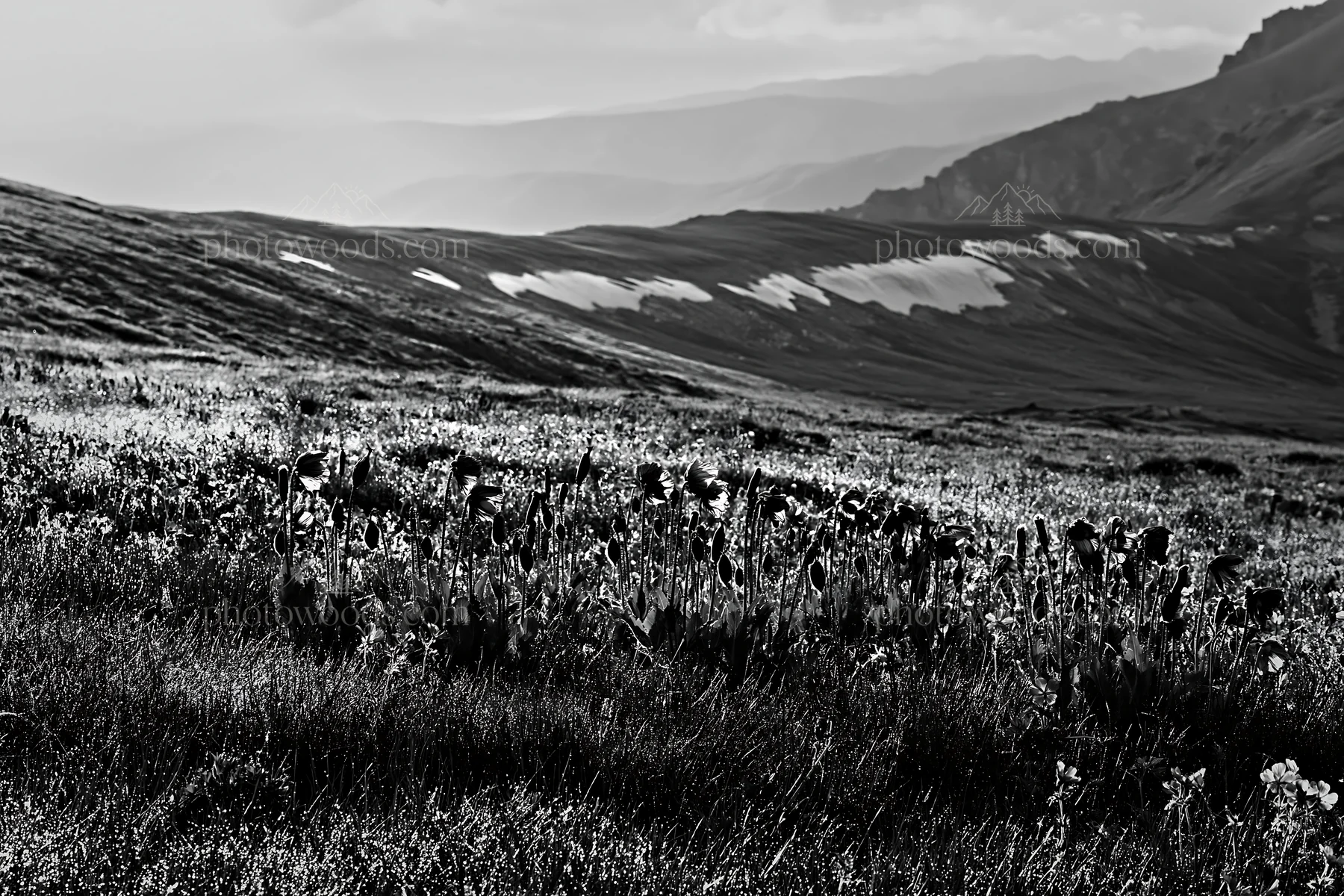 Black and white snowline meadow with wildflowers in a mountainous area - AI-generated stock image