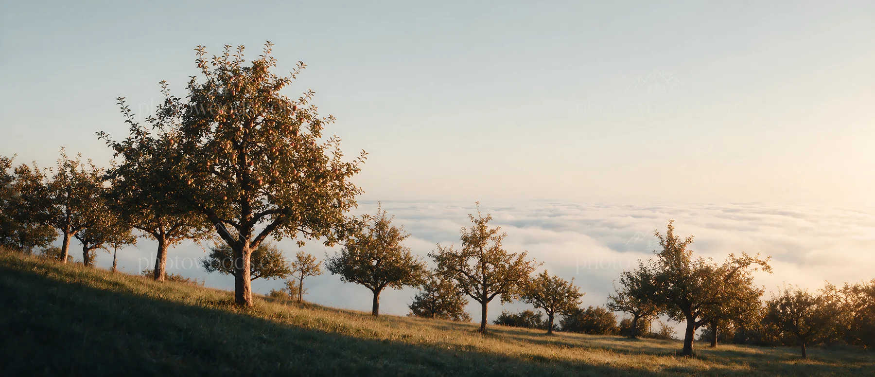 Hillside apple meadow with trees above the clouds - AI-generated stock image
