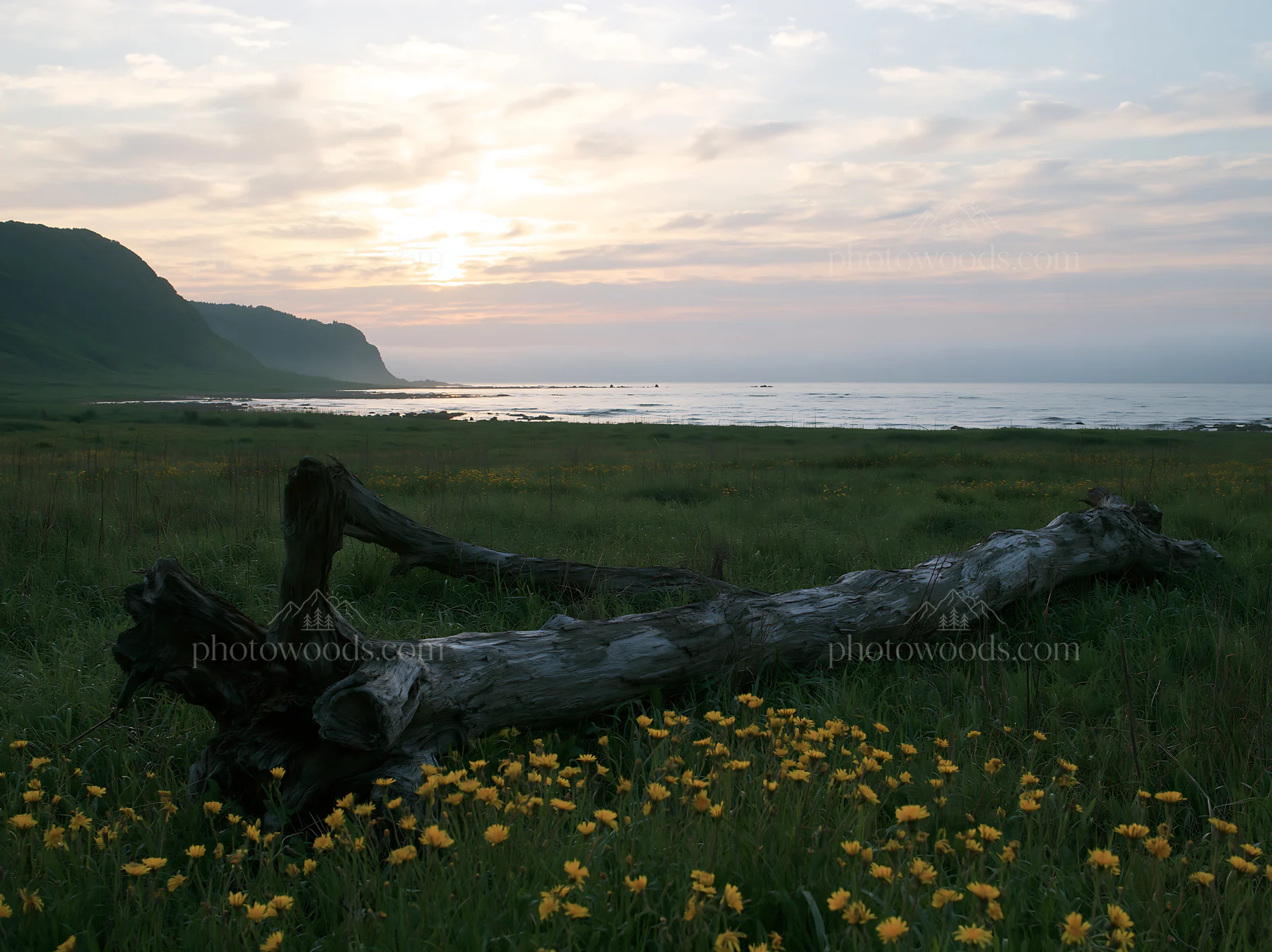 Driftwood on Ishikawa coastal meadow at sunset - AI-generated stock image