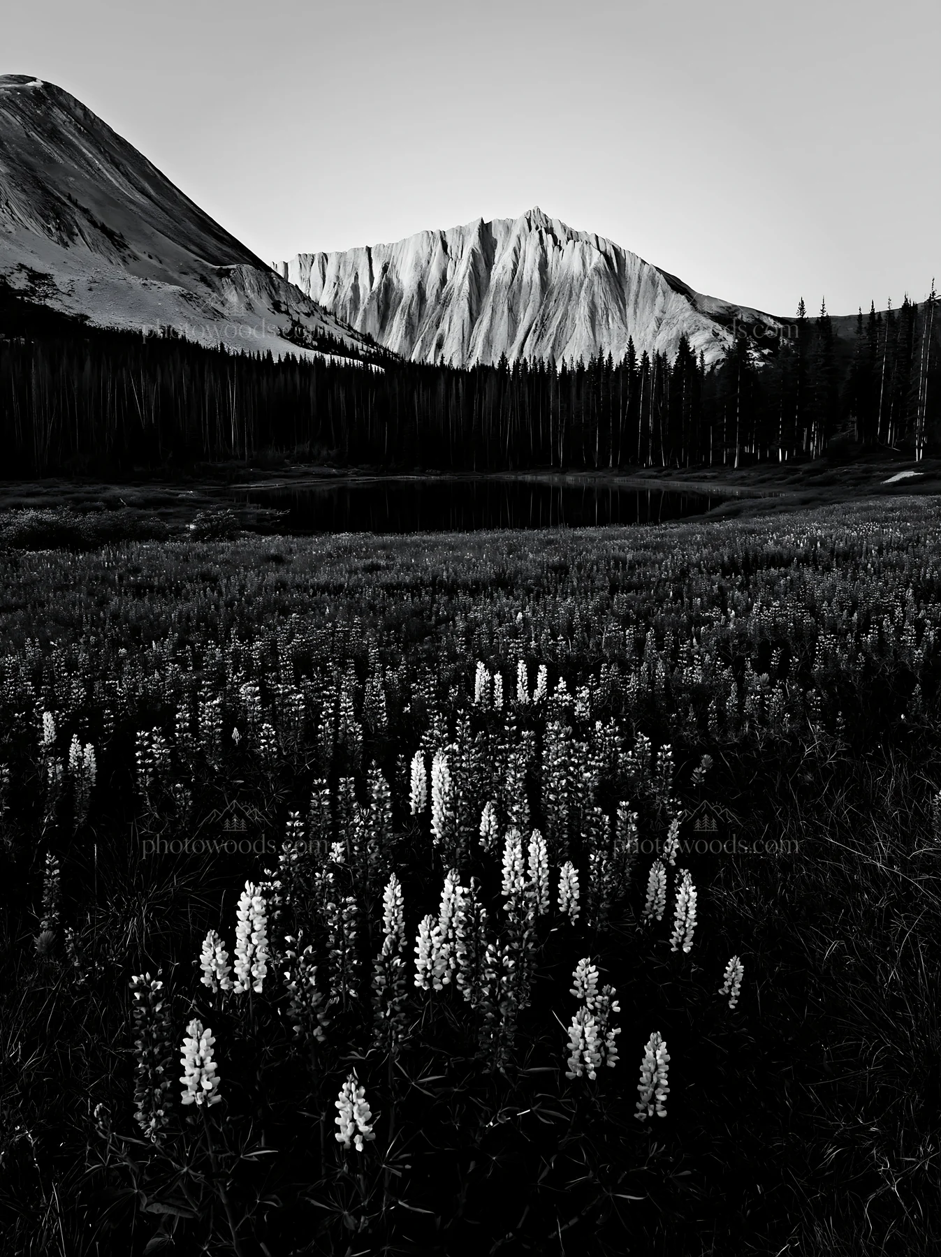 Colorful lupine meadow with mountains in the background - AI-generated stock image
