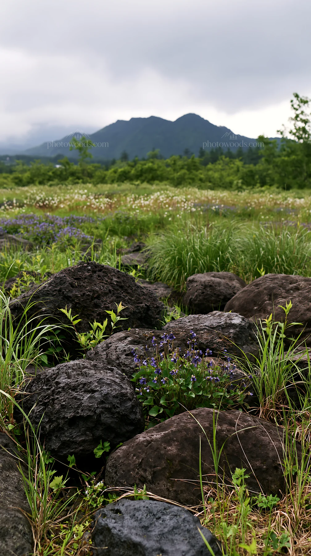 Yamanashi regenerative meadow with basalt stones and wildflowers - AI-generated stock image