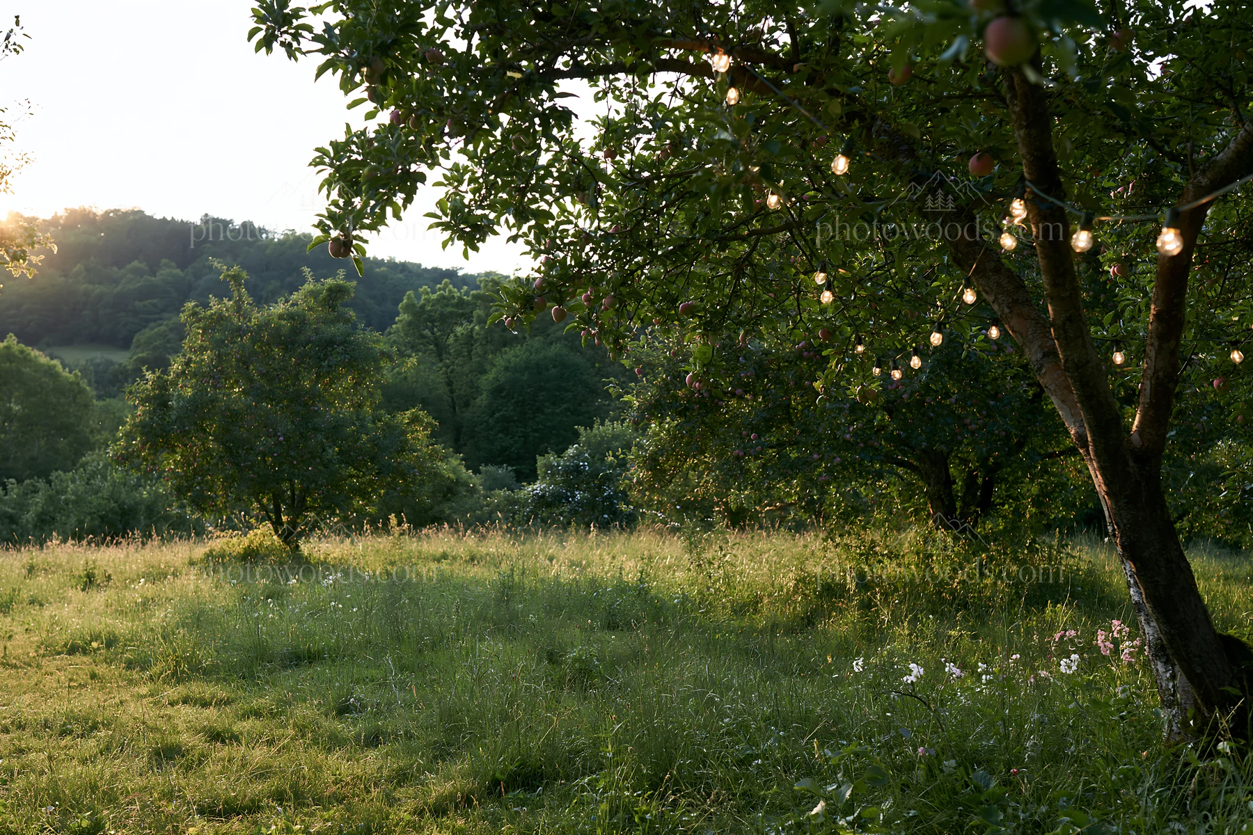 Apple trees in a meadow with garlands at sunset - AI-generated stock image