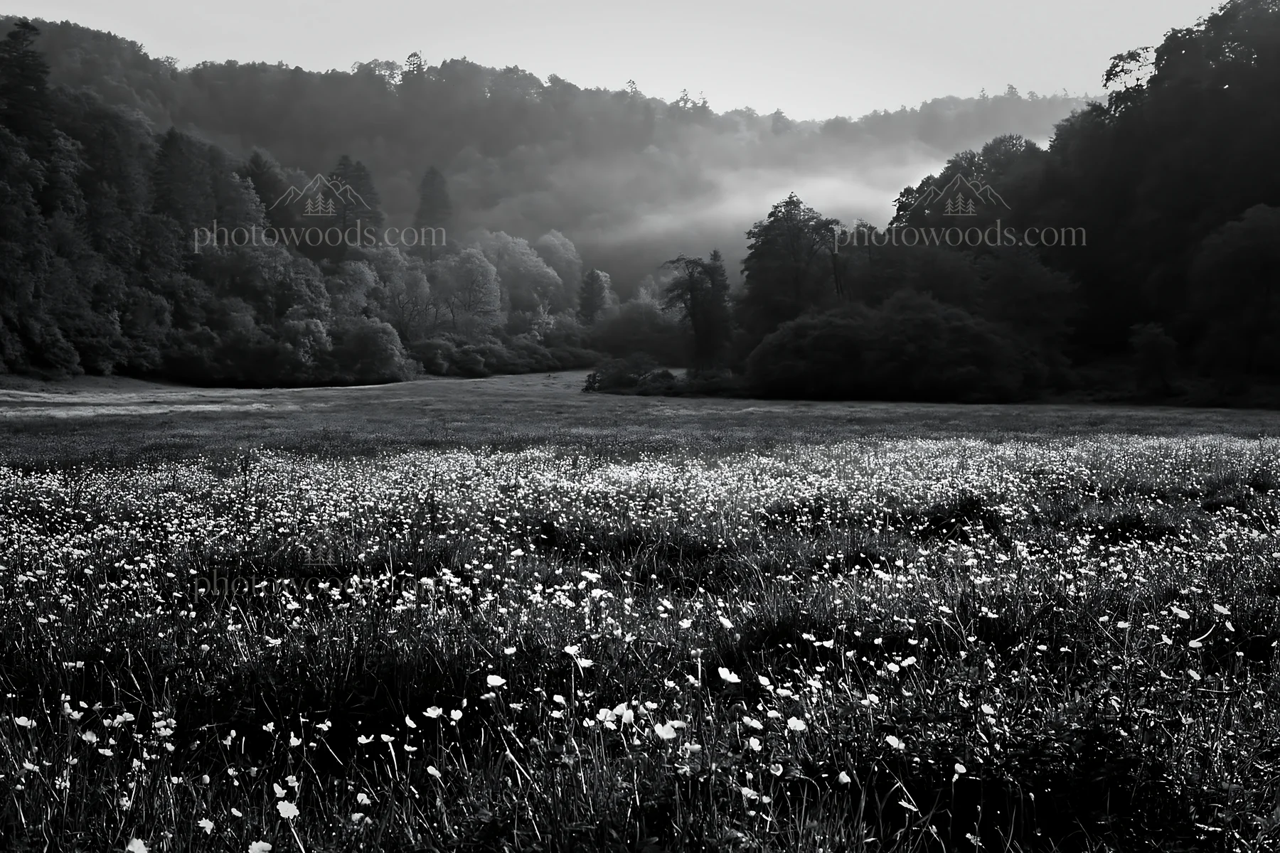 Black and white wooded valley meadow with yellow flowers in the foreground - AI-generated stock image